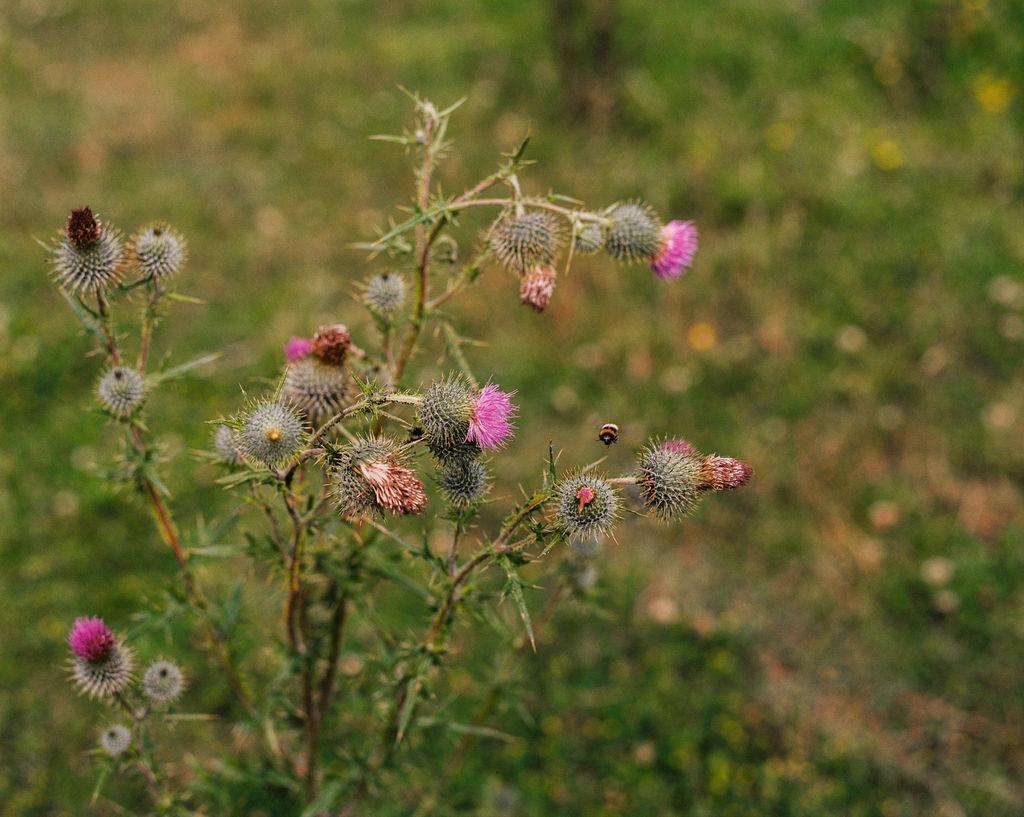 Natuur Koornwaard